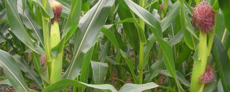 临玉14号玉米种子特征特性，注意病虫害防治