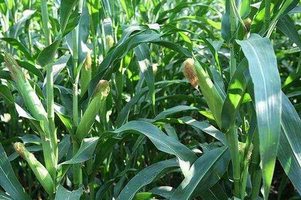 高农206玉米品种的特性，中抗纹枯病