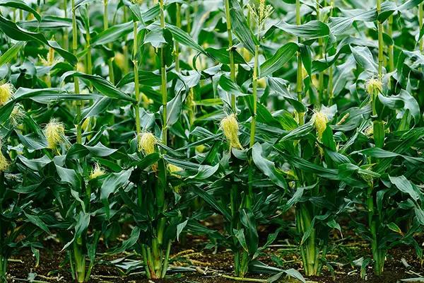 DF899玉米种子简介，适宜播种期4月下旬～5月上旬