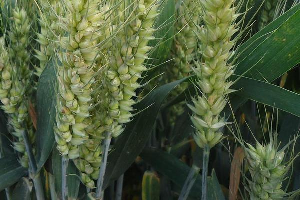 西农926小麦种子介绍，属半冬性中早熟品种