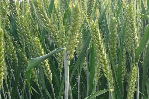 西农926小麦种子介绍，属半冬性中早熟品种
