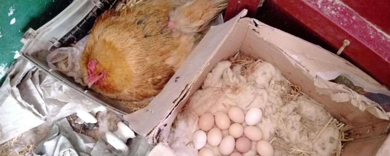 怎么让母鸡快速抱窝，可营造抱窝环境或饲喂促乳素类药物