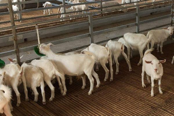 养羊增肥育肥技巧，选择一个优良的品种很重要