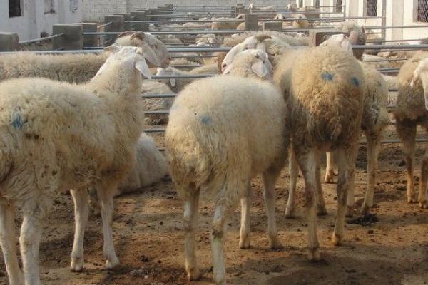 养羊增肥育肥技巧，选择一个优良的品种很重要
