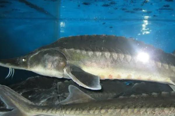 中华鲟鱼是淡水鱼还是海水鱼，属于淡水鱼