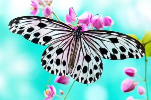 蝴蝶有什么特点和本领，色彩鲜艳且可以给花授粉