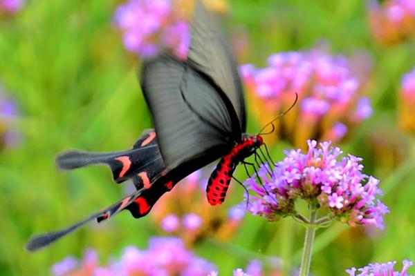 蝴蝶有什么特点和本领，色彩鲜艳且可以给花授粉