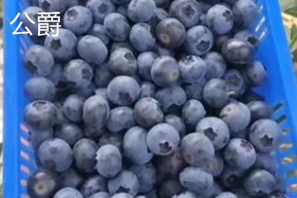 奥尼尔蓝莓的外观特点，颜色暗蓝、果粉较少、肉质较硬