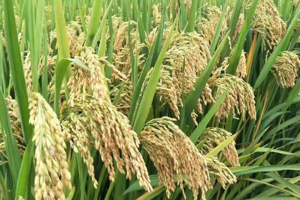 水稻一般亩产多少斤，低产田一般为600-700斤左右、高产田一般为1000-1200斤左右