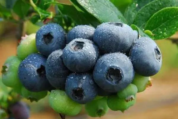 奥尼尔蓝莓的外观特点，颜色暗蓝、果粉较少、肉质较硬