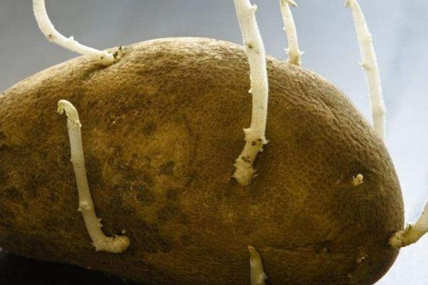 春马铃薯催芽的技巧，可采用室内催芽法、赤霉素催芽法或温室大棚催芽法等