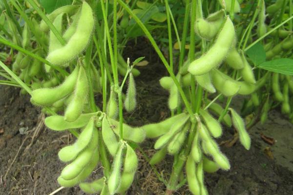 蒙科豆9号大豆种子简介，中等肥力地块2.0万株