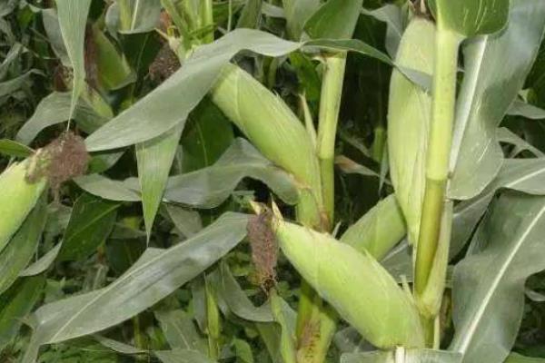 中农K988（农富215）玉米种子介绍，4月末至5月初播种