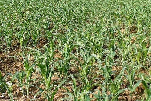 辰丹608玉米种子特点，应选择肥力较好的地块种植