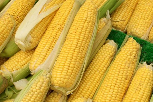辰丹608玉米种子特点，应选择肥力较好的地块种植