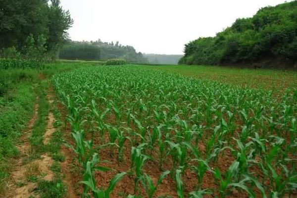 龙雨777玉米品种的特性，放赤眼蜂防治玉米螟虫