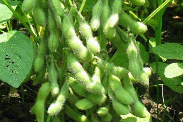 兰豆10大豆种子介绍，适时播种期3月下旬至5月上旬