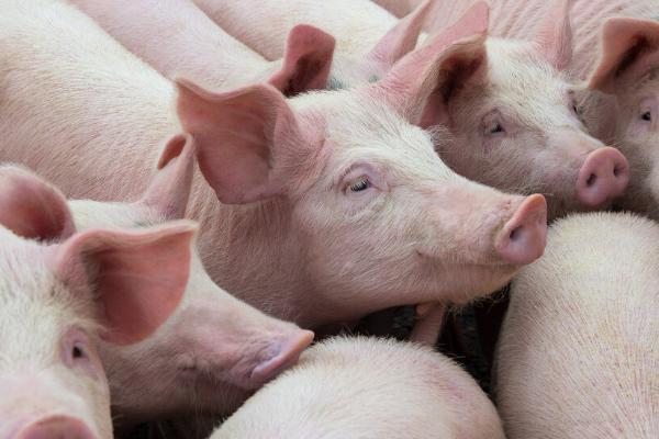 猪呼吸急促是什么病，是患上了猪气喘病