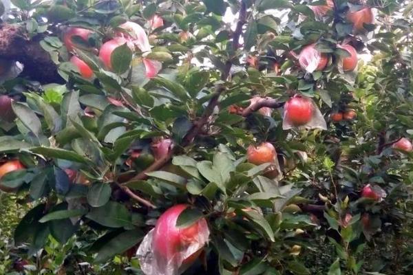 宜川的苹果为什么有名，当地日照充足导致苹果鲜艳含糖高
