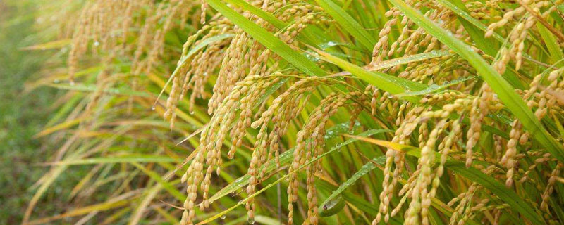 彦粳软玉11水稻品种的特性，注意防治病虫