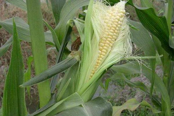 辉煌101玉米种子介绍，中等肥力以上地块栽培