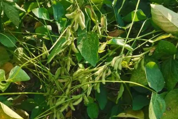 吉黑10大豆种子特征特性，注意防治大豆蚜虫