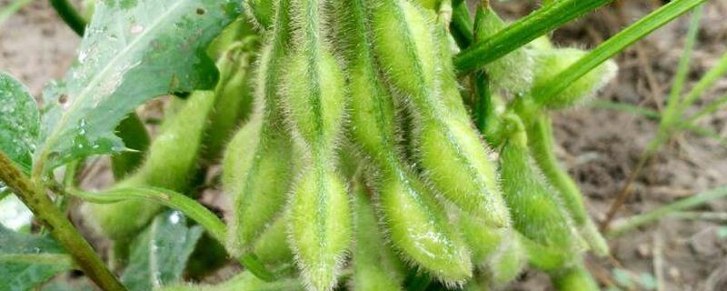 吉黑10大豆种子特征特性，注意防治大豆蚜虫