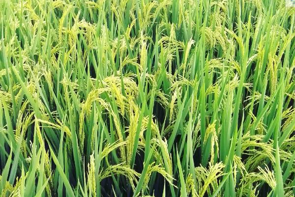 吉农大771水稻种子特征特性，4月上中旬播种