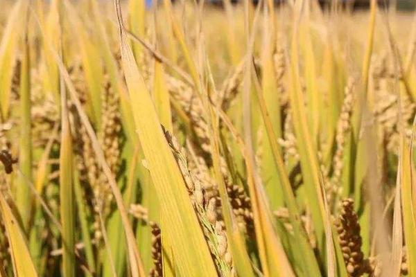 通系954水稻品种简介，每亩有效穗数22.3万