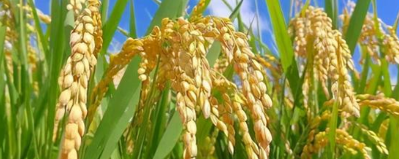 吉农大771水稻种子特征特性，4月上中旬播种