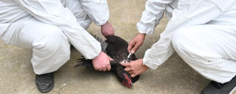 鸡打针的地方在哪里，鸡的胸肌、翅膀肌肉和腿部肌肉都可注射