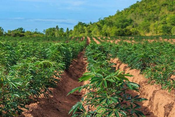 木薯植株萎蔫的症状，主要为害植株叶片、颈部