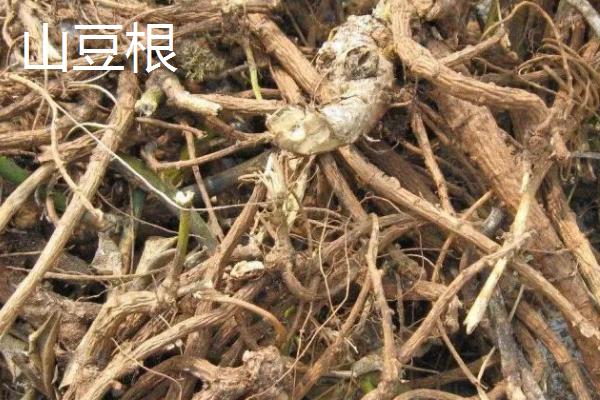 北豆根几年可以收获，一般3-4年的时间就可以收获了