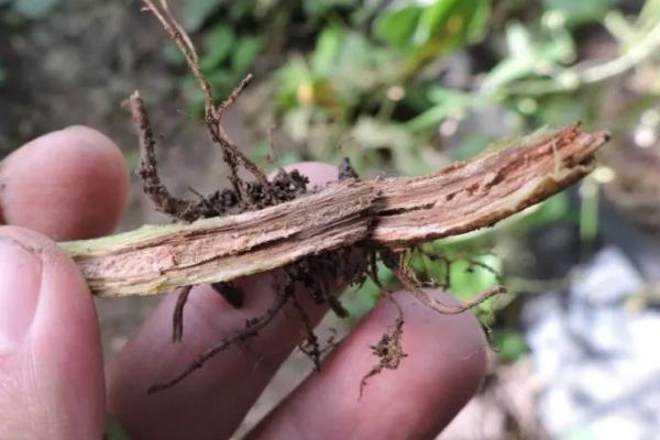 芸豆烂根死棵原因，患枯萎病、茎基腐病和链孢根腐病都会导致