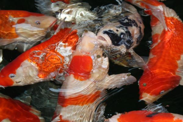 锦鲤为啥在鱼缸底不上来吃食，可能是不适应新环境或水温低等