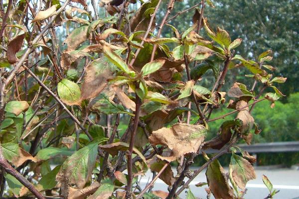 榆叶梅叶子夏季出现焦边的原因，由于根系稀少且衰弱导致的