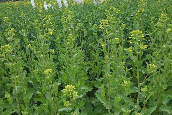 油菜种植区肥料技巧，根据土壤肥力条件来施肥