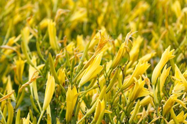 黄花菜高产的施肥方法，基肥以农家肥或有机肥为主