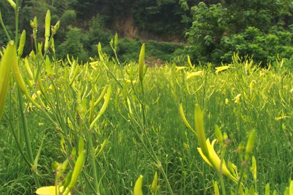 黄花菜高产的施肥方法，基肥以农家肥或有机肥为主