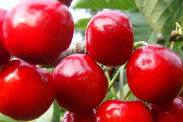 大樱桃常见品种，红灯、美早、早红宝石等品种较常见
