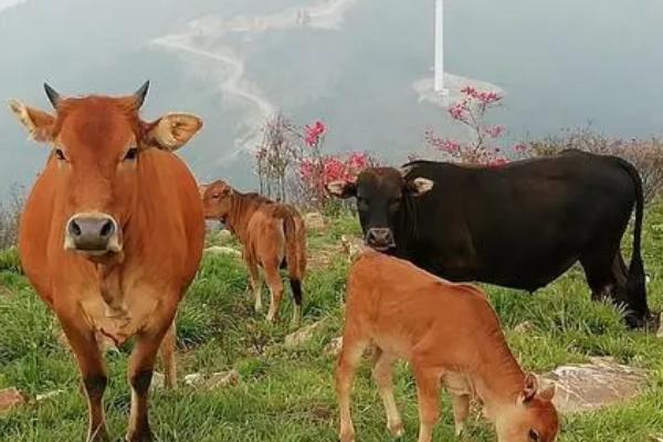 牛无法站立怎么治疗，可在饲料中添加矿物质和微量元素