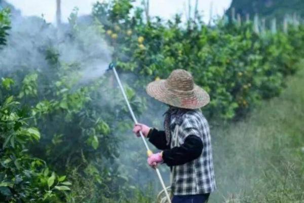 芸苔素多长时间见效，喷施后7-14天可以见效