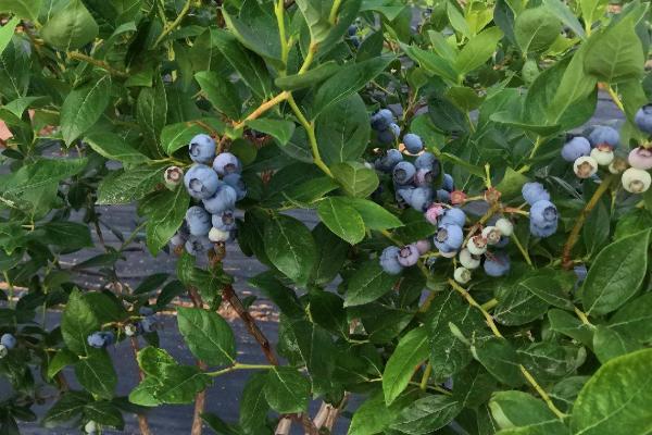 种植蓝莓的条件，土壤的PH值应处于4-5.2左右
