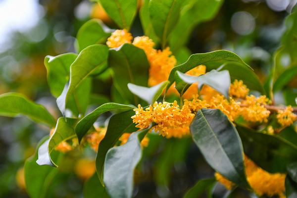 桂花树的种植技术，可播种、嫁接、扦插或压条繁殖