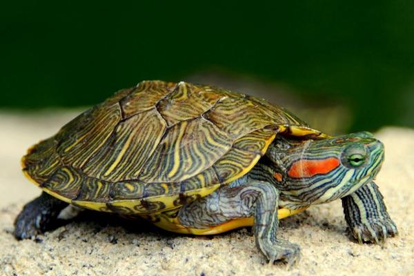 擦药时如何让乌龟伸出头，将其四肢向背甲内挤压可让乌龟伸头