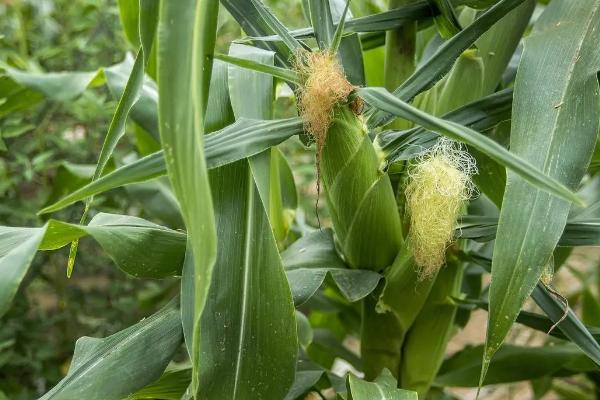 金城898玉米种简介，在适应区5月5日左右播种