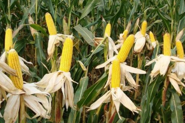 双富217玉米品种简介，在适应区4月28日左右播种
