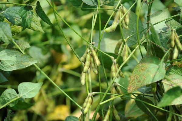 中龙小粒豆3号大豆种子简介，控制密度
