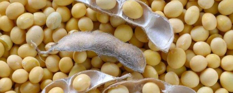 中龙豆106大豆种子特征特性，该品种亚有限结荚习性