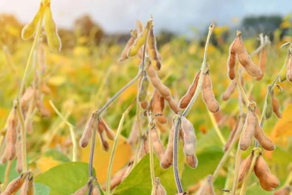 合农123大豆种子特征特性，该品种亚有限结荚习性